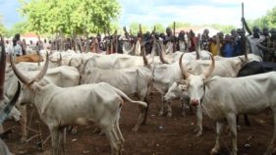 Federal government to register imported cattle