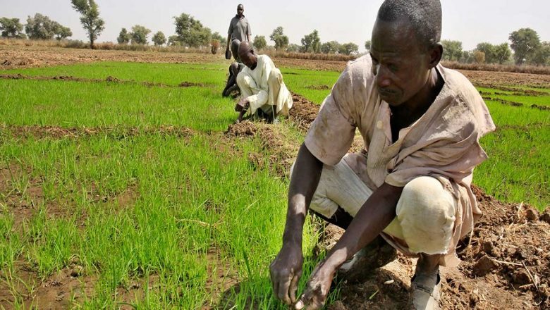 Insecurity suppressing improved agricultural production – NESG